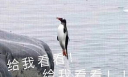 娱乐吃瓜君迅猛龙唱歌,迅猛龙跨界唱歌，音乐界新势力崛起
