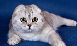 娱乐吃瓜酱折耳猫,揭秘折耳猫的神秘魅力与争议