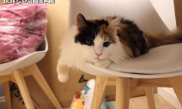 娱乐吃瓜酱三花猫,娱乐吃瓜酱的趣味生活揭秘