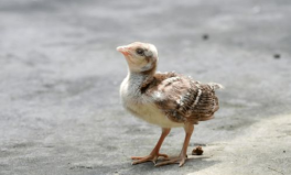 娱乐吃瓜小八哥是谁啊,网络红人的崛起之路