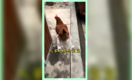 吃瓜群众纯属娱乐,纯属娱乐，揭秘娱乐圈幕后故事